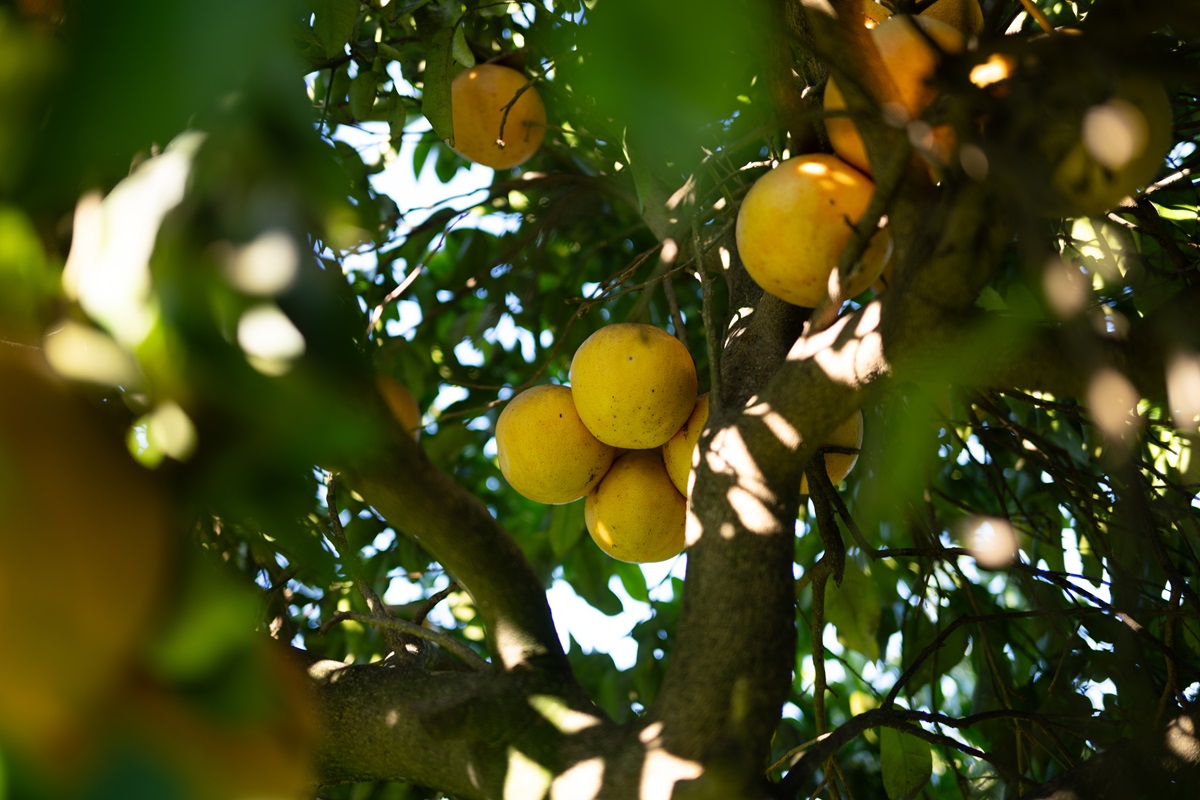 Cantina_Arta_247-small