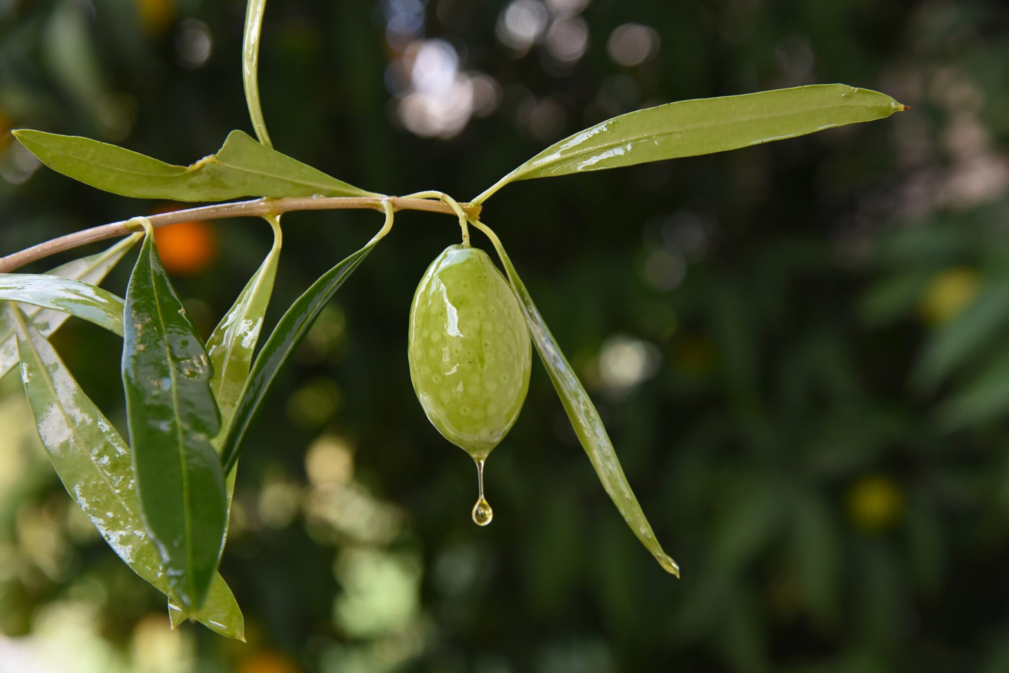 Olive,Tree,Branch,,Young,Green,Olives,With,Drops,Of,Oil