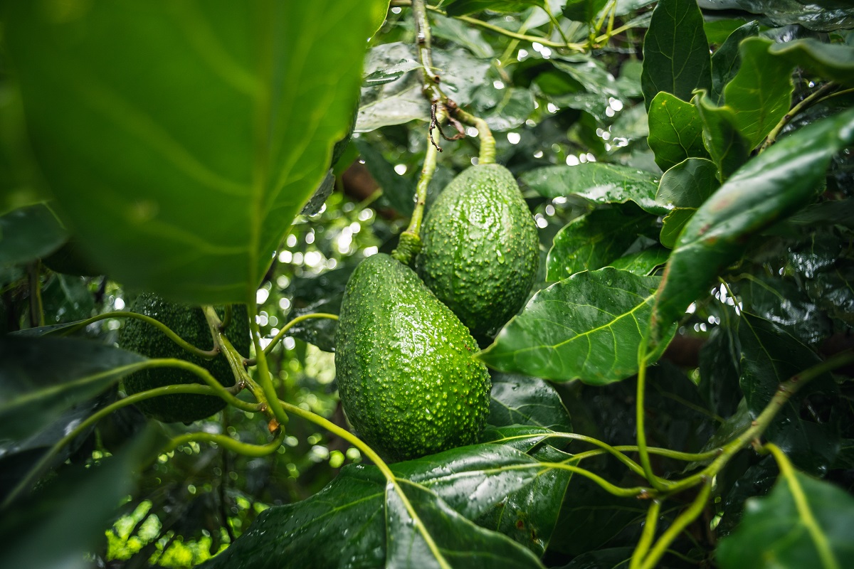 A,Closeup,Of,Hass,Avocados,Growing,On,A,Tree