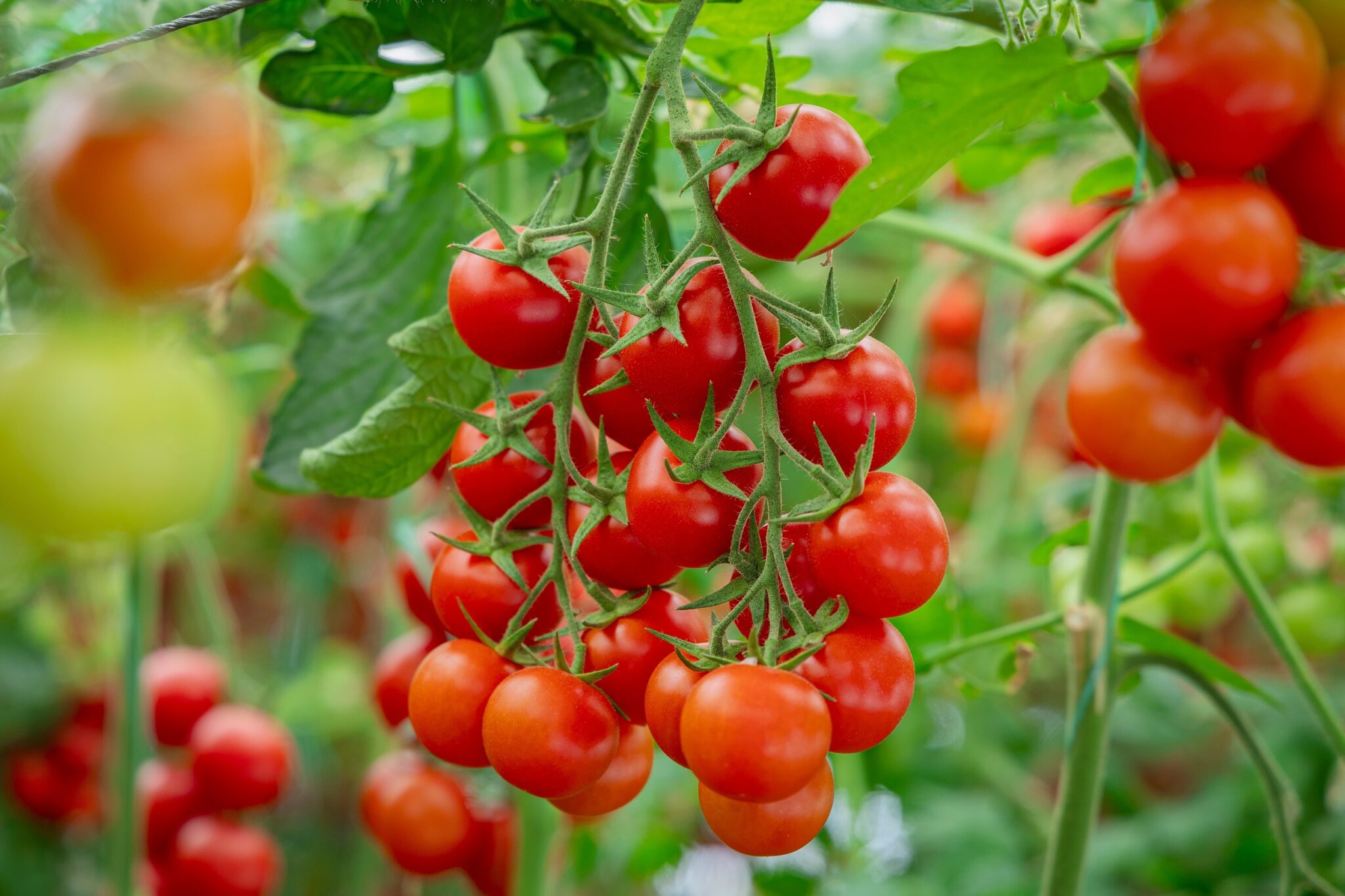 A,Close-up,Shot,Of,Ripe,And,Unripe,Tomatoes,Hanging,From