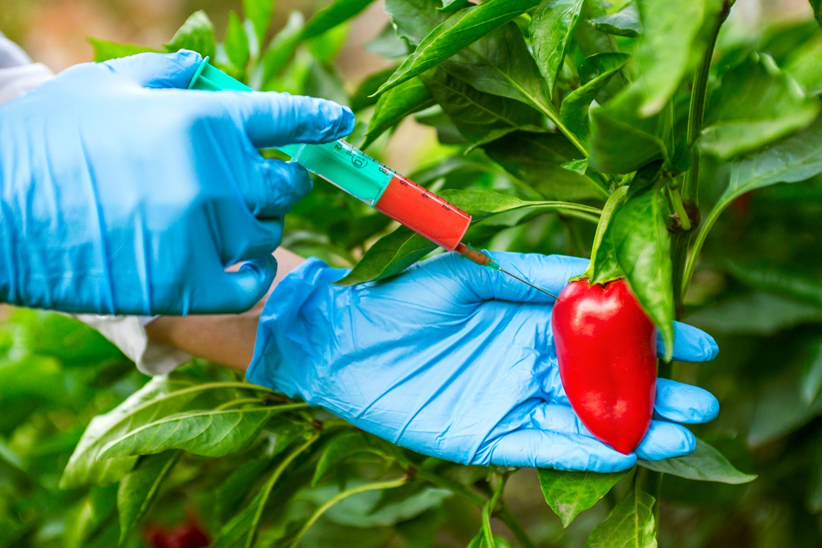 Gmo,And,Pesticide,Modification.,Scientist,In,Gloves,Injecting,Pepper,With