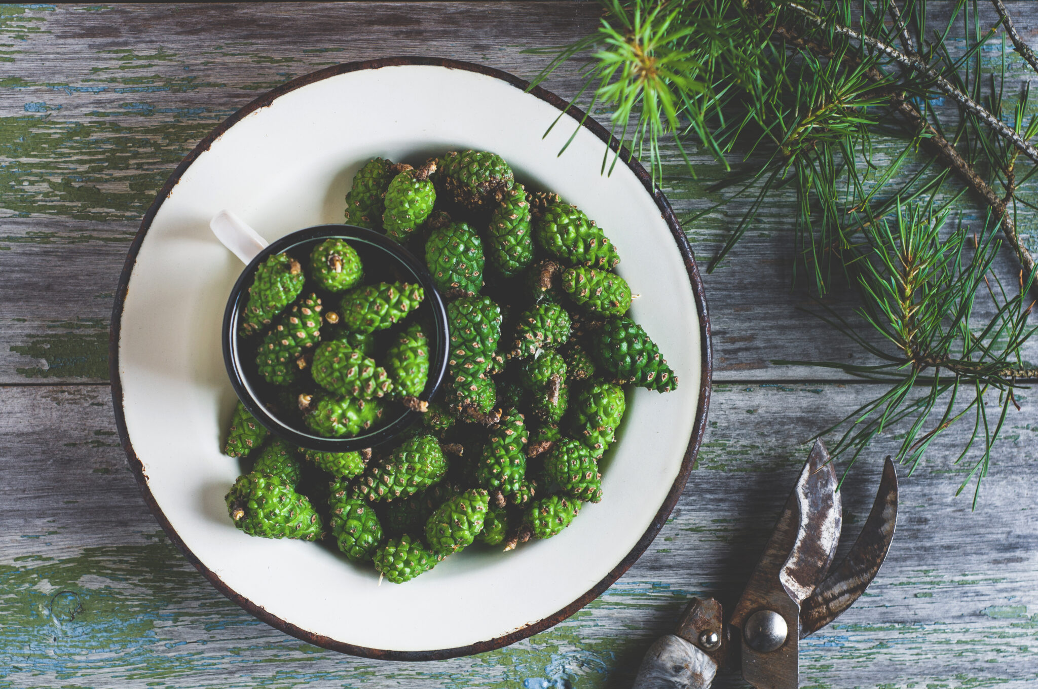 Fresh,,Green,Pine,Cones,In,A,White,Metal,Plate,On