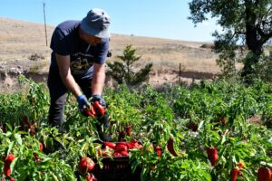 Πιπεριά: Μια γλυκιά, καυτερή και πολύχρωμη ιστορία