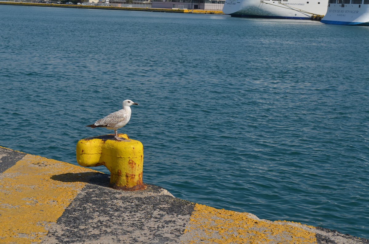 Piraeus,,Greece,-,April,21,,2019:,Seagull,In,The,Port