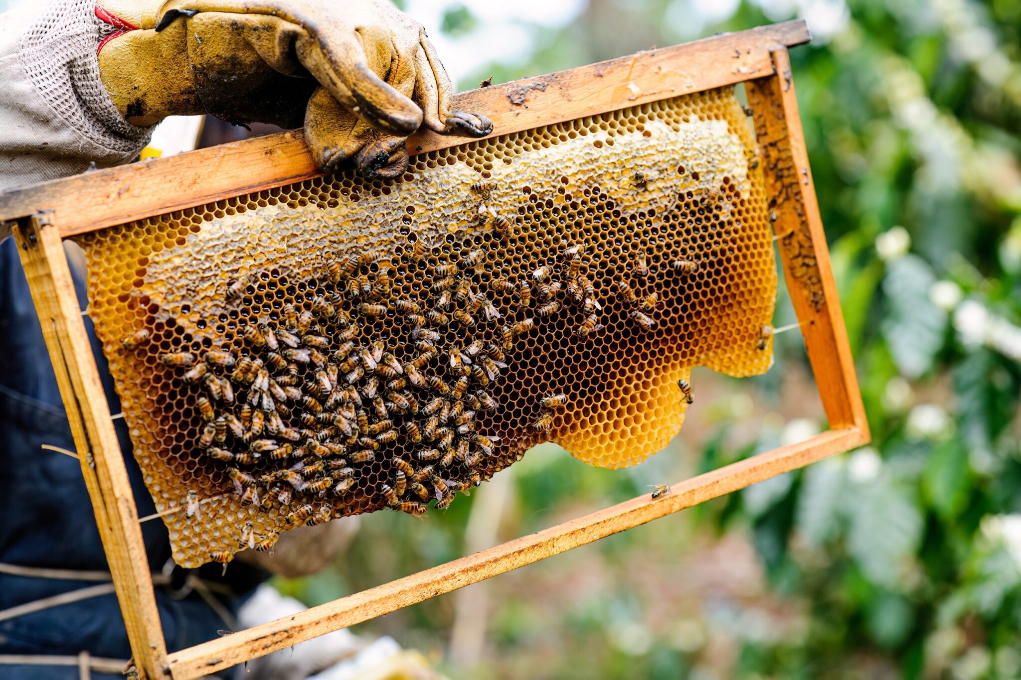 Worker,On,A,Honey,Farm,,Holding,A,Honeycomb,In,His