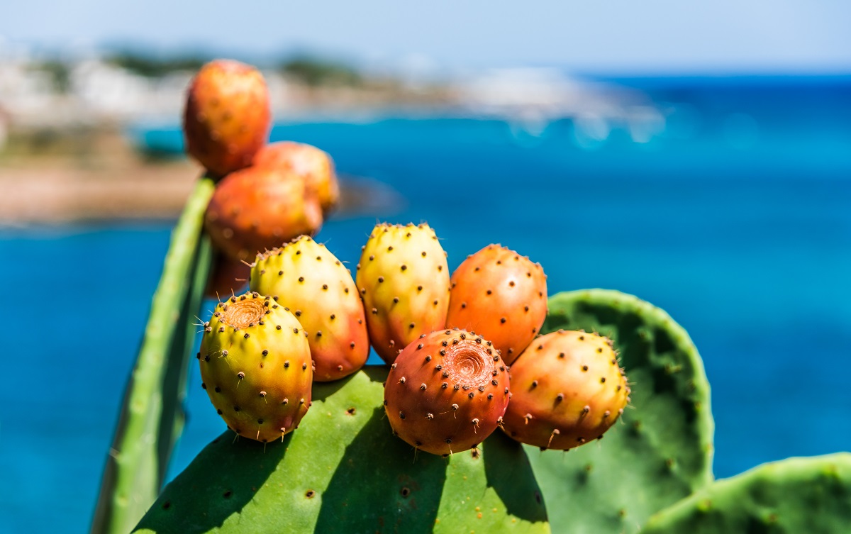 Prickly,Pear,On,The,Italian,Coastline,In,Apulia.