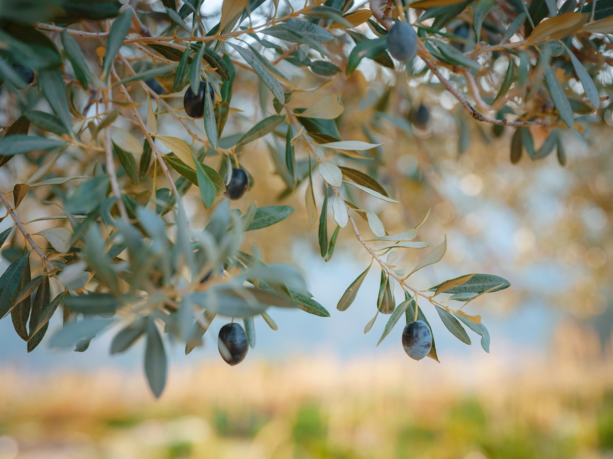 Olive,Grove,,Branch,Detail.,Raw,Ripe,Fresh,Olives,Growing,In