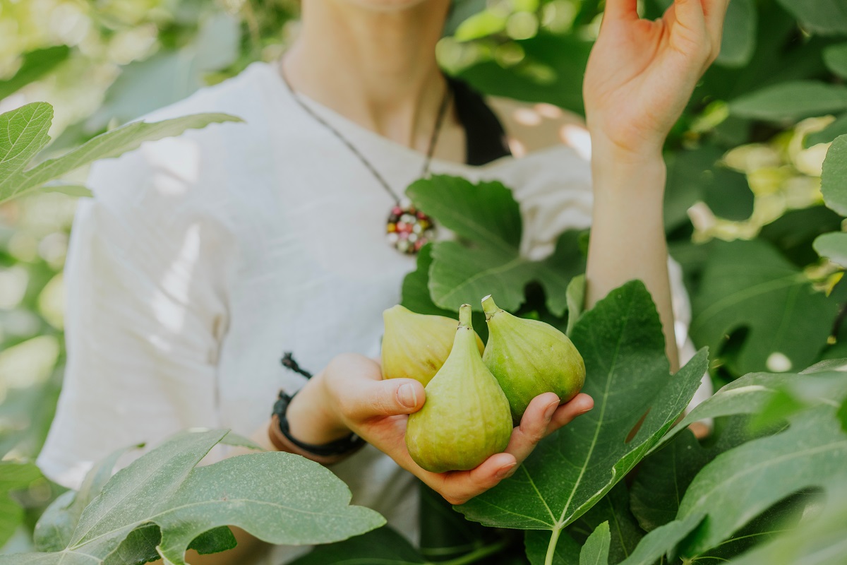 Several,Fresh,Figs,In,Hand,Of,Young,Woman,Standing,Under