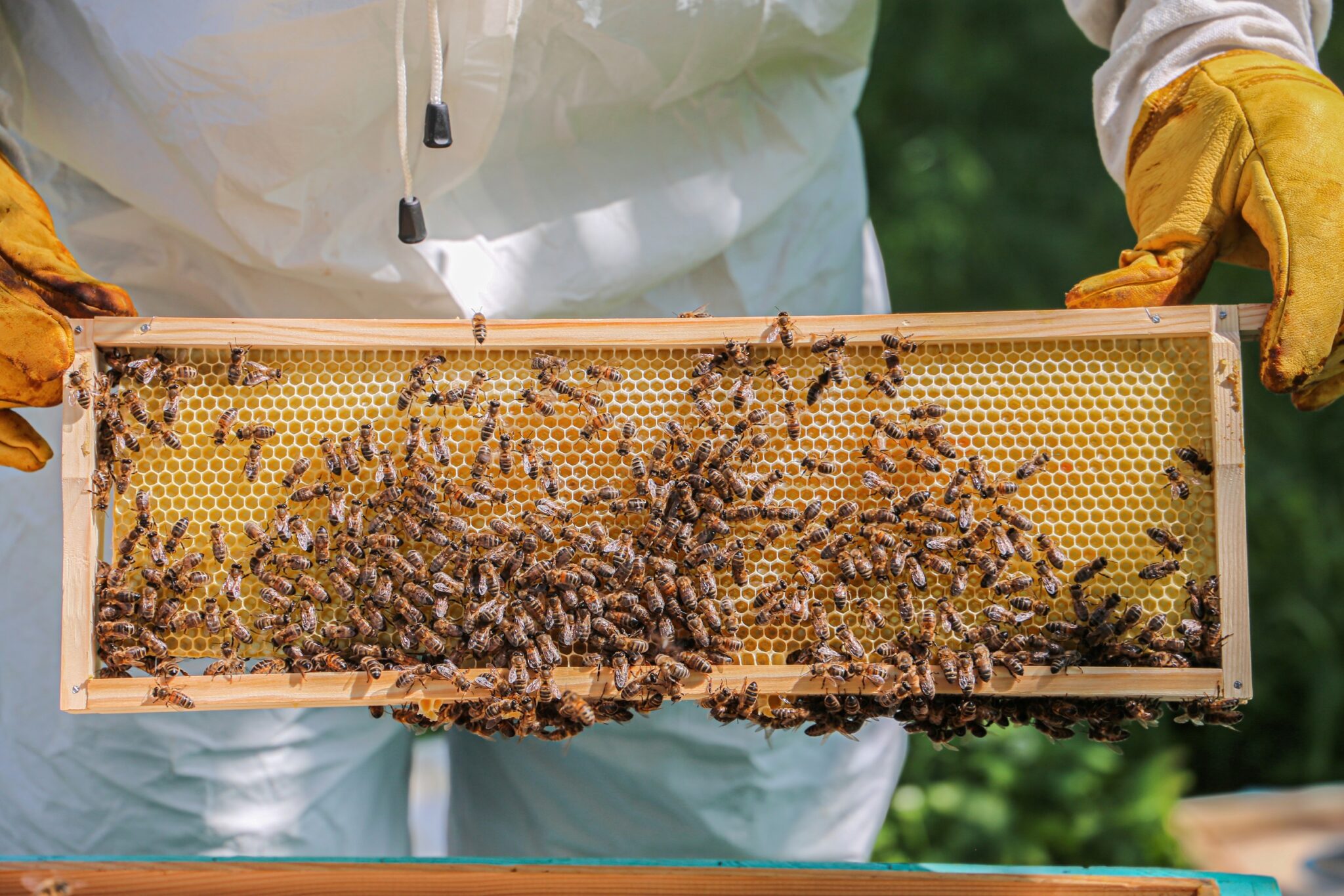 Bee,Hive,With,Bees,On,The,Farm