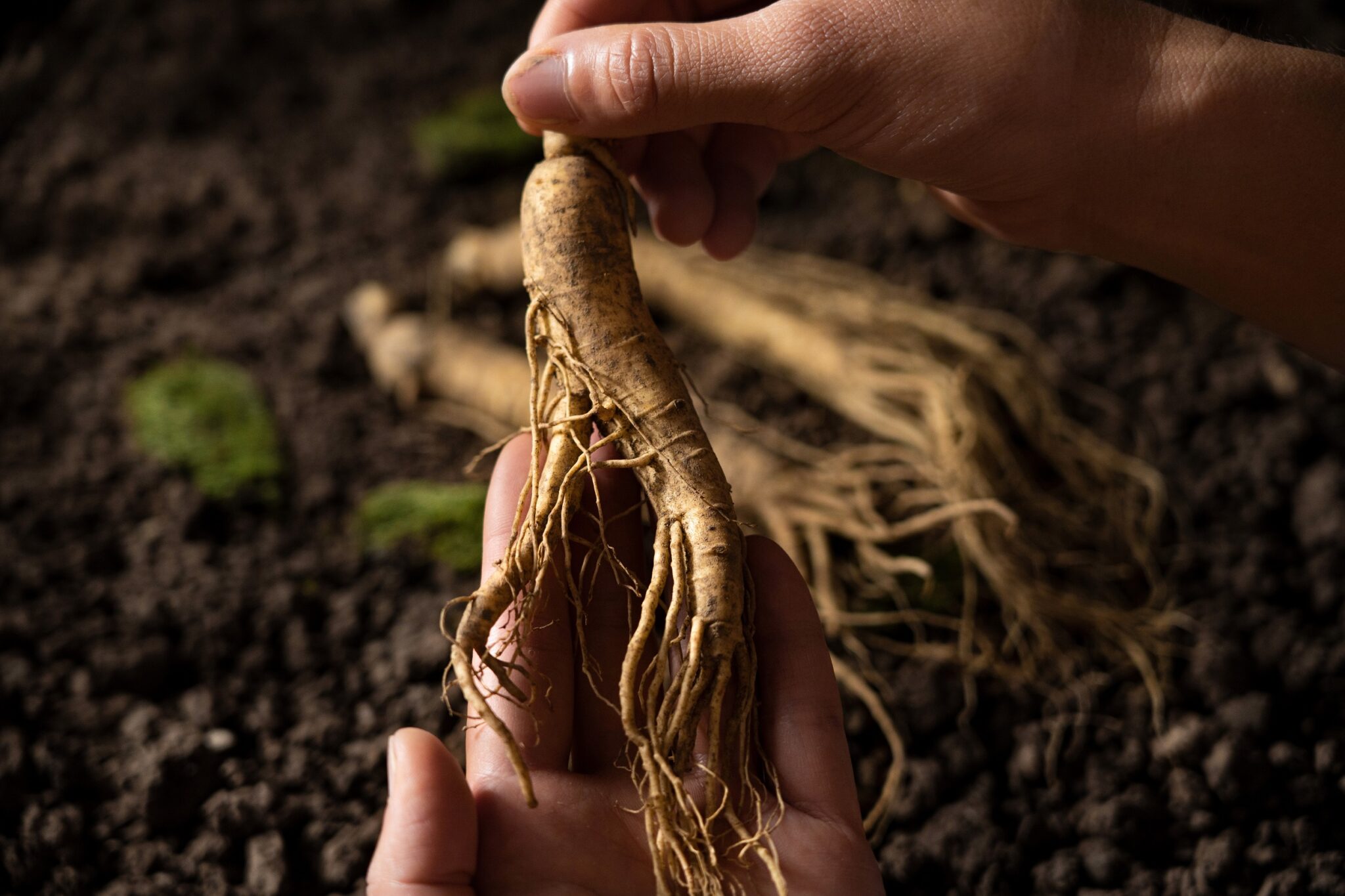Hands,Of,Woman,Holding,A,Ginseng,Root.traditional,Chinese,Medicinal,Herb