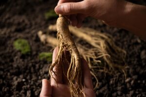 Ginseng (τζίνσενγκ): Η ρίζα των βασιλιάδων που έγινε καθημερινό προϊόν στη διατροφή μας