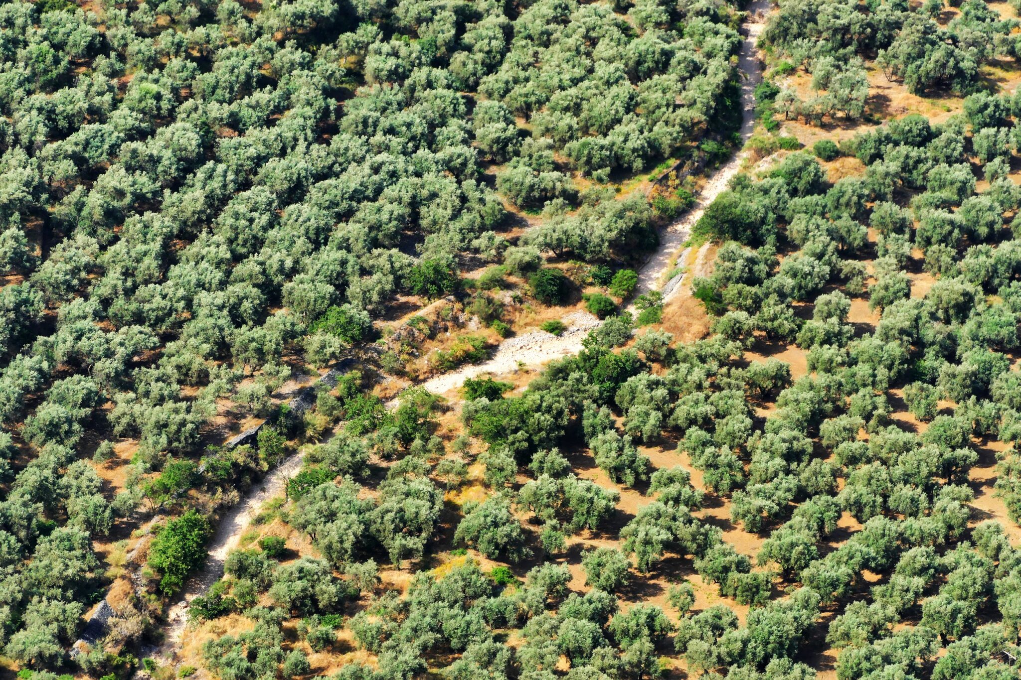 Aerial,View,Of,Olive,Tree,Grove,Plantation,,Greece
