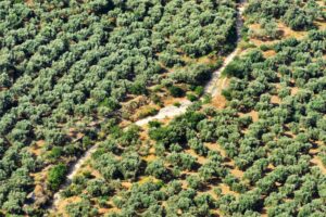 Πολιτισμός της Ελιάς: Η Κρήτη δημιουργεί πολιτιστική διαδρομή