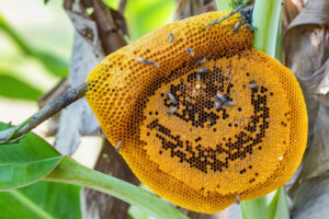 Wild,Bees,Honeycomb,On,A,Banana,Tree,In,Thailand