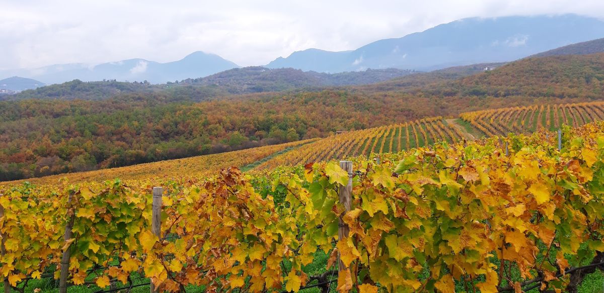 Φθινοπωρινό αμπέλι1