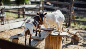 agroktimata-katsikes-net