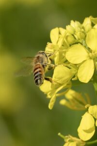 A,Honeybee,Collecting,Nectar,From,A,Yellow,Mustard,Flower,In